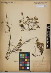 Foto von Salix herbacea L.